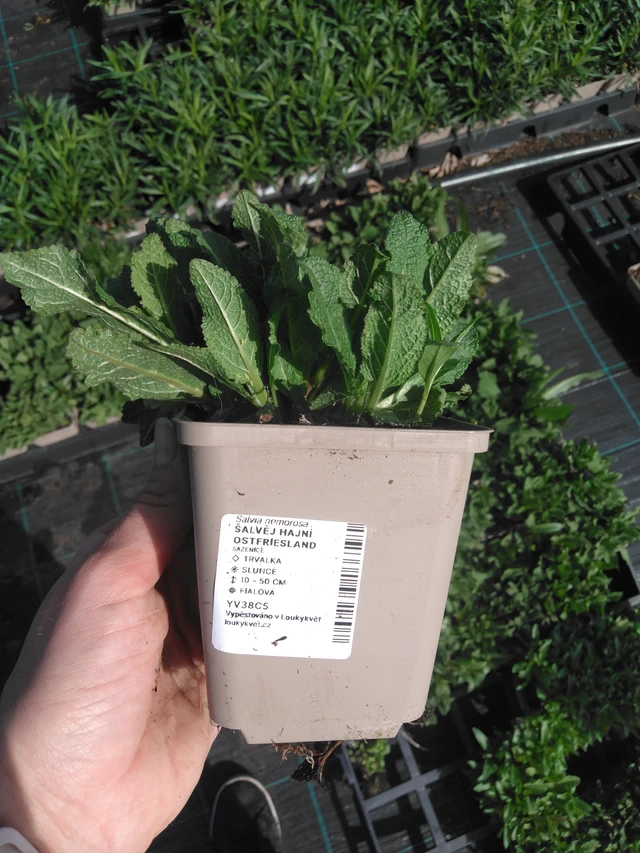 Šalvěj hajní Ostfriesland - 2024