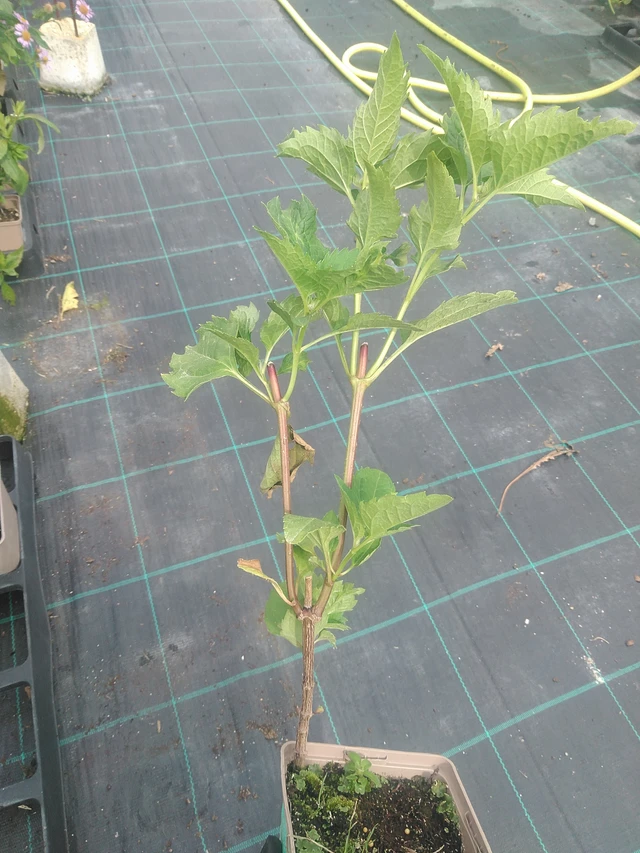 Coreopsis Bleeding Hearts - 10. 9. 2025