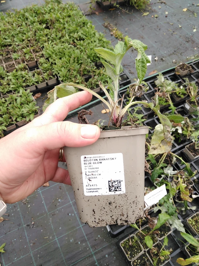 Pallo-ohdake banátský Blue Glow - 8. 10. 2025