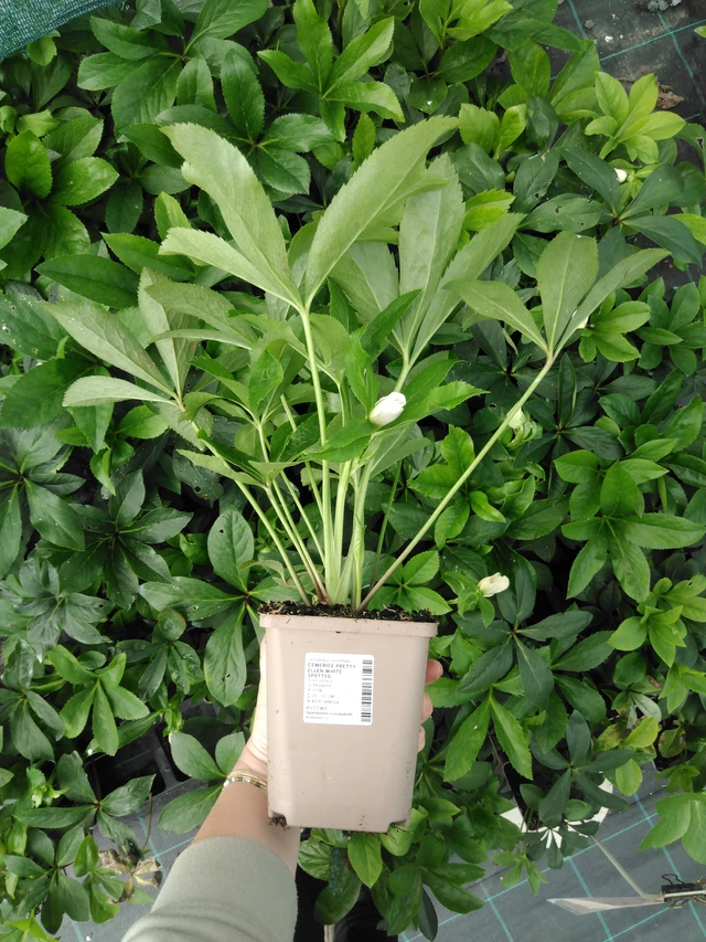 Hellebore Pretty Ellen White Spotted - 2024