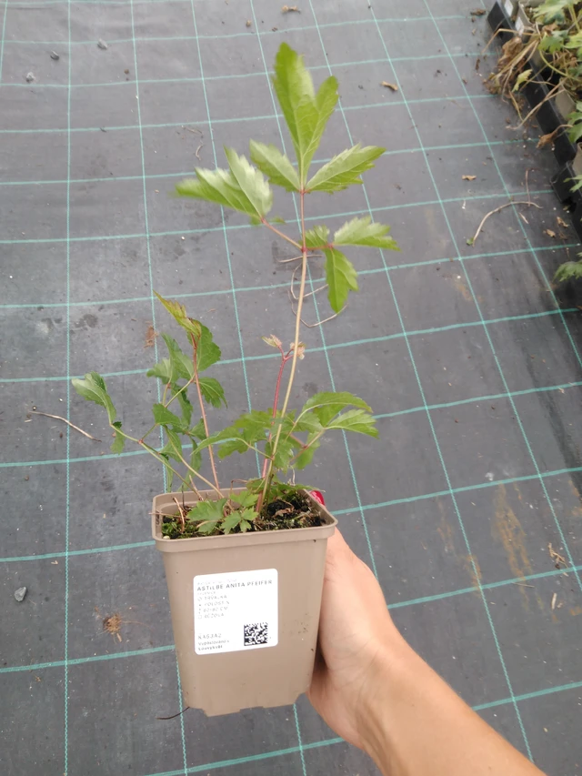 Astilbe Anita Pfeifer - 10. 9. 2025