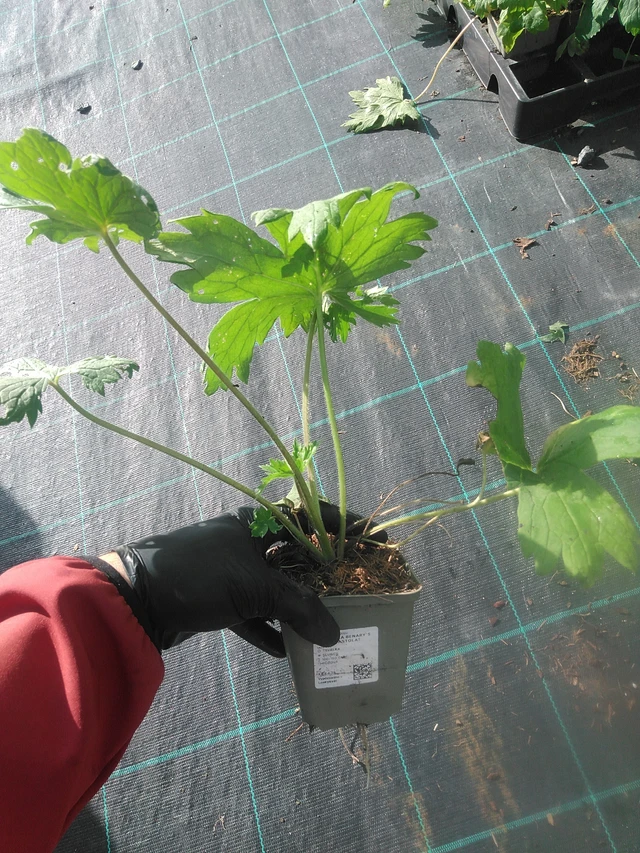 Espuela de caballero Benary’s Pacific Astolat - 13. 10. 2025