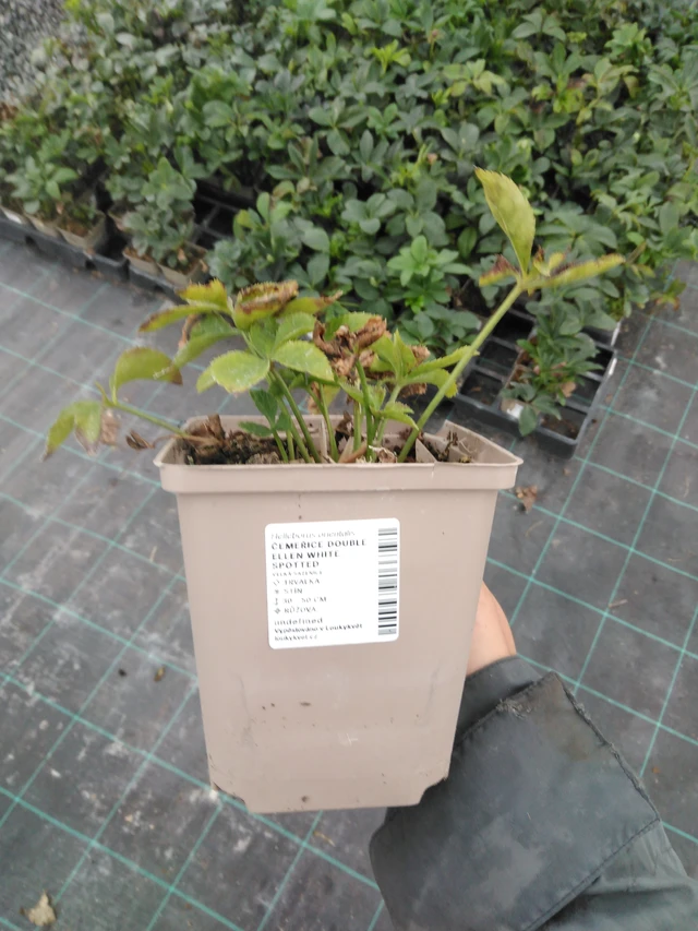 Hunyor Double Ellen Red - 10. 9. 2025