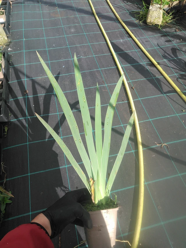 Iiris Lune et Soleil - 13. 10. 2025