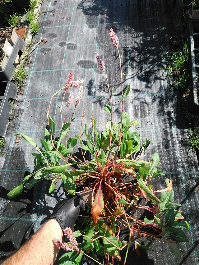 Knotweed Superba - 19. 8. 2025