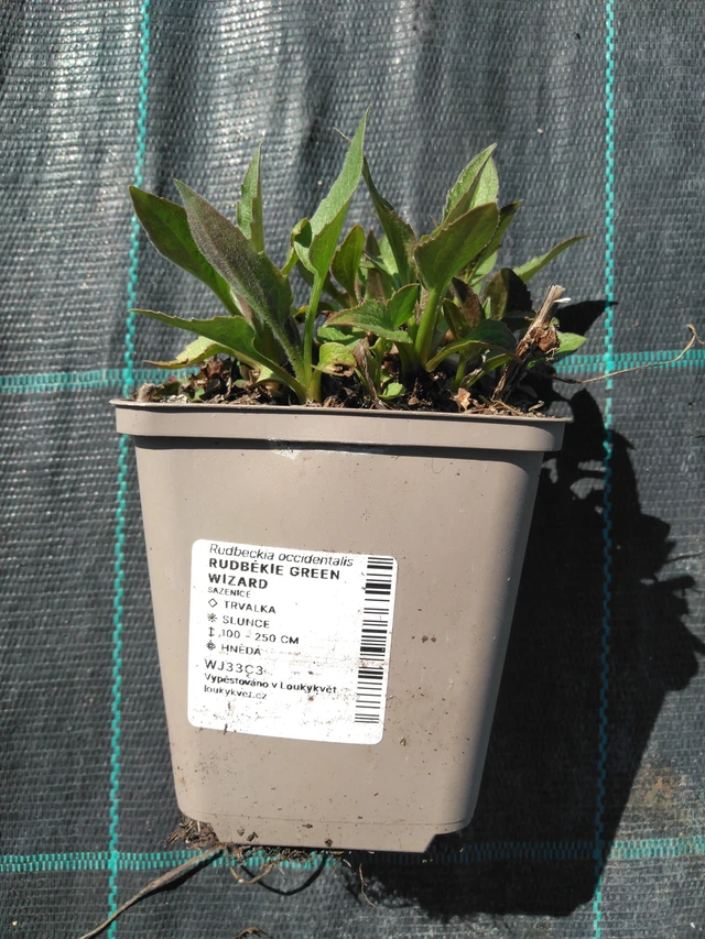 Rudbeckia Green Wizard - 3. 4. 2025