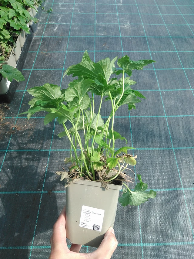 Sasanka japonská Lorelei - 24. 6. 2025