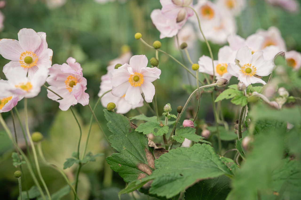 Sasanka japonská Lorelei, Loukykvět