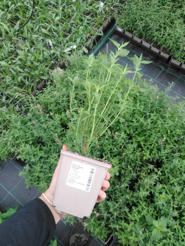 Agastache Kolibri - 2024