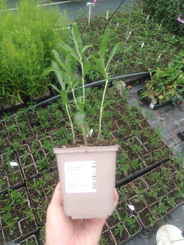 Lythrum Bouquet Rose - 2024