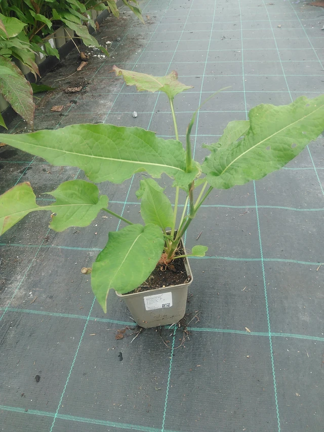 Persicaria Alba - 10. 9. 2025