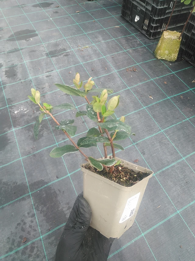 Hipérico Globo Coral - 10. 9. 2025