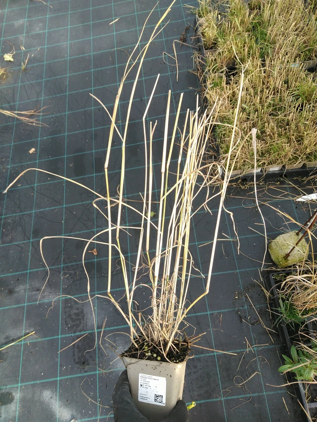 Proso prutnaté - 31. 10. 2025