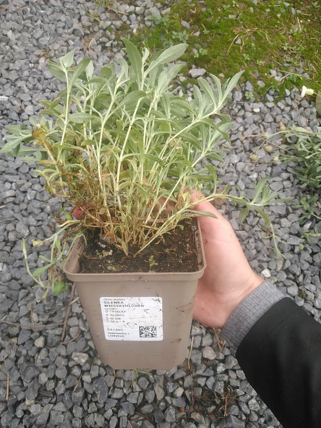 Silenen Weißkehlchen - 10. 10. 2025