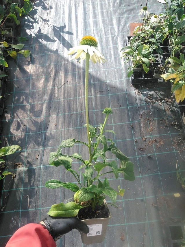Echinacea White Swan - 13. 10. 2025