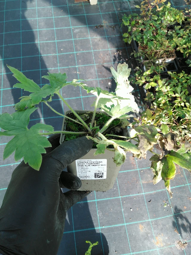 Delphinium Magic Fountains Dark Blue (White Bee) - 31. 10. 2025