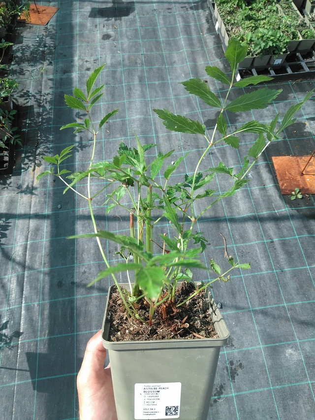 Astilbe Peach Blossom - 27. 6. 2025