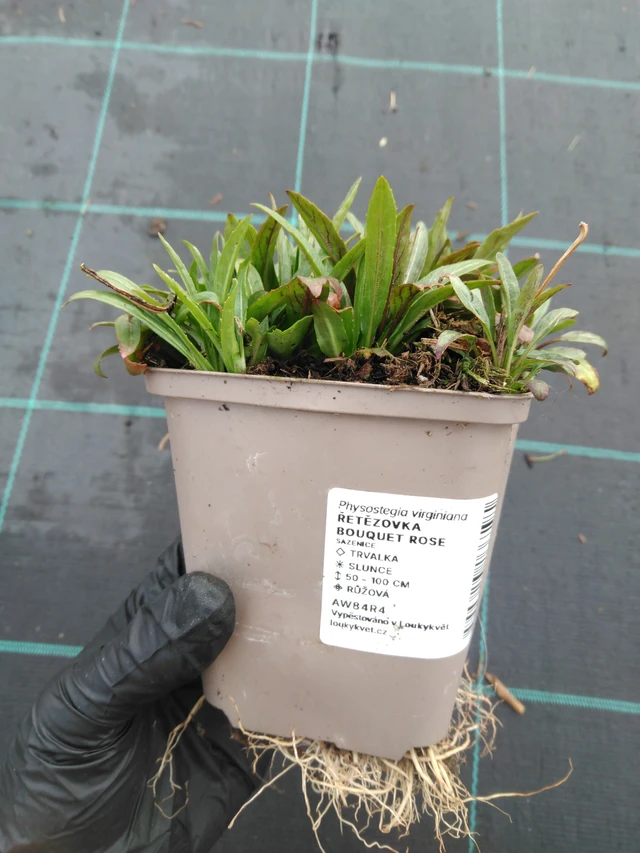 Scharnierbloem Bouquet Rose - 1. 4. 2026