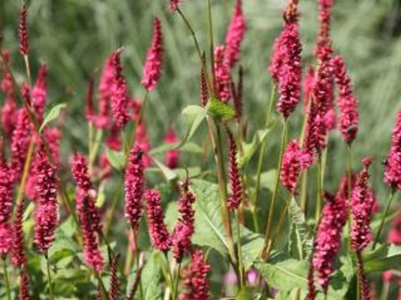 Konnantatar JS Caliente, Loukykvět