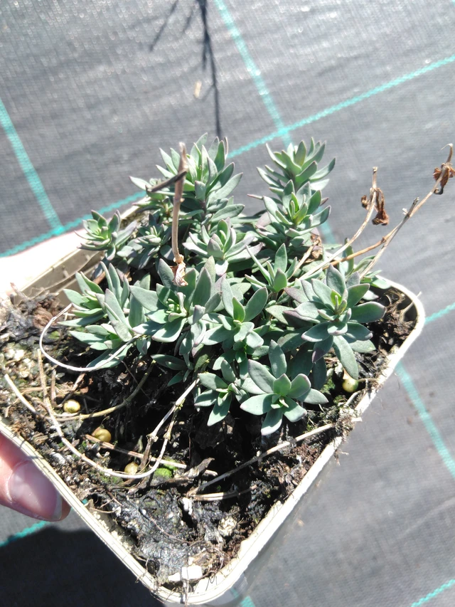 Linaria Canon Went - 3. 4. 2025