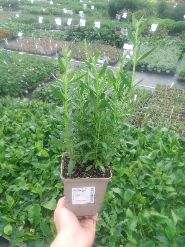 Hyssop lékařský Albus - 2024