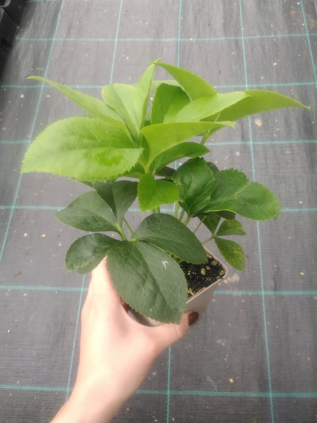 Hellebore Pretty Ellen Pink - 2024