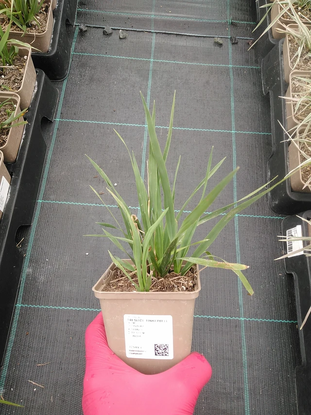 Třeslice Tinkerbell - 7. 7. 2025