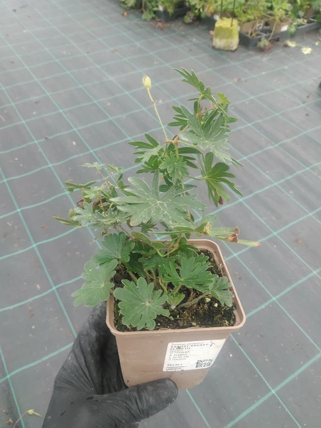 Verikurjenpolvi krvavý Elsbeth - 10. 9. 2025