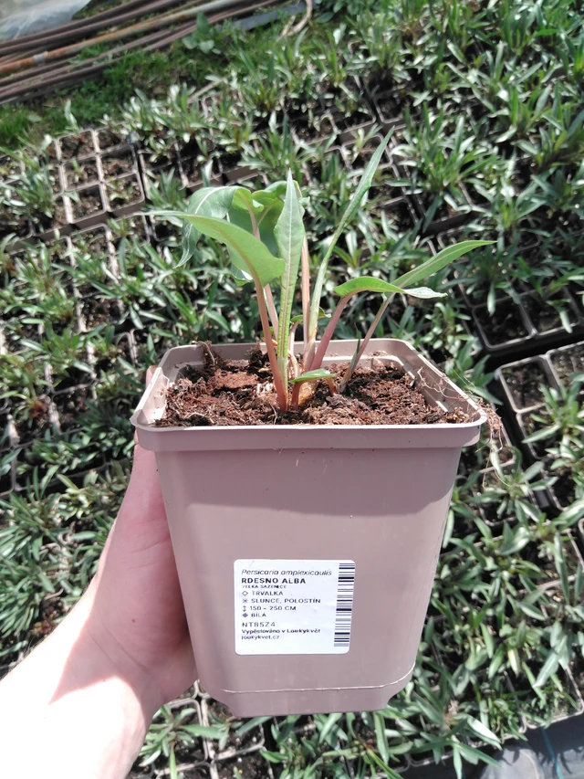 Persicaria Alba - 2024