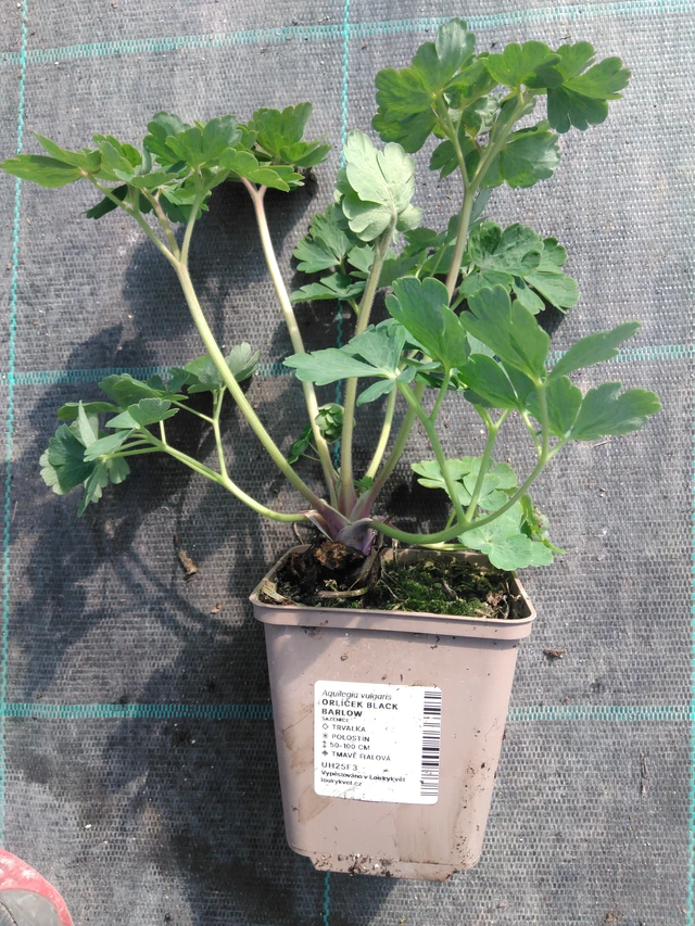 Akvileija Black Barlow - 3. 4. 2025