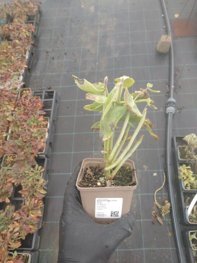 Sedum Star Dust - 23. 10. 2025