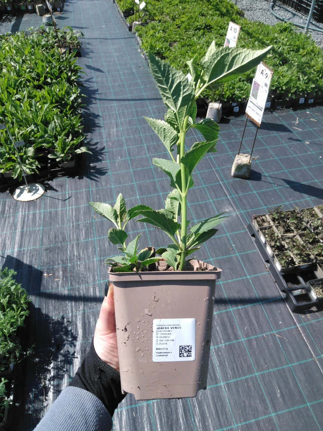 Coreopsis Bleeding Hearts - 13. 5. 2025