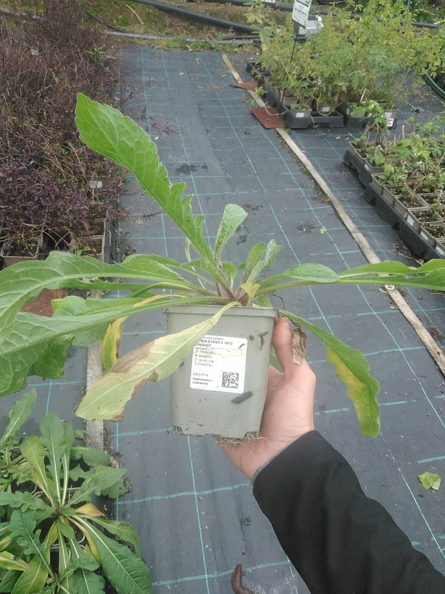 Scabiosa Red Knight - 10. 10. 2025