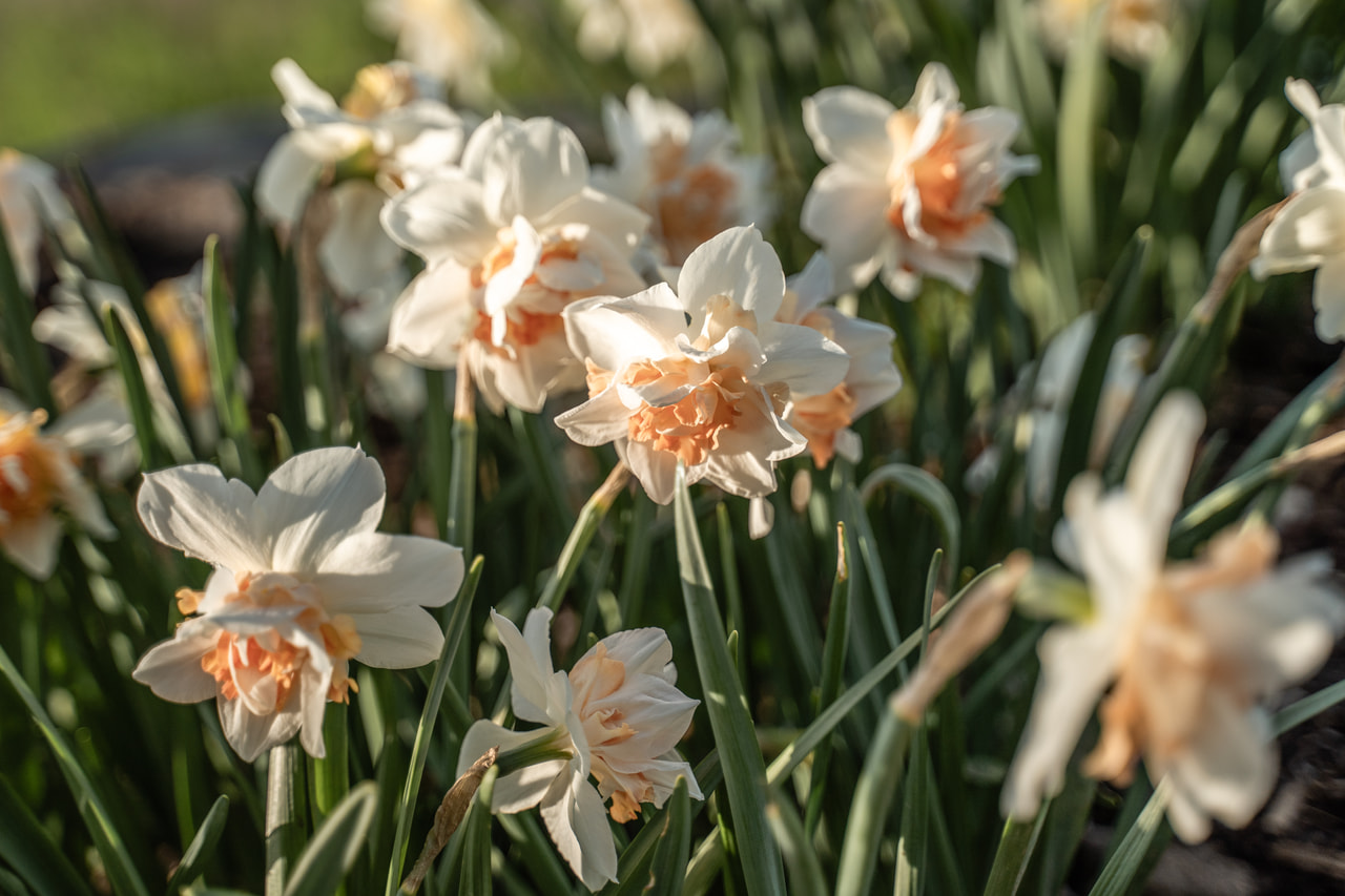 Narcis Replete, Loukykvět