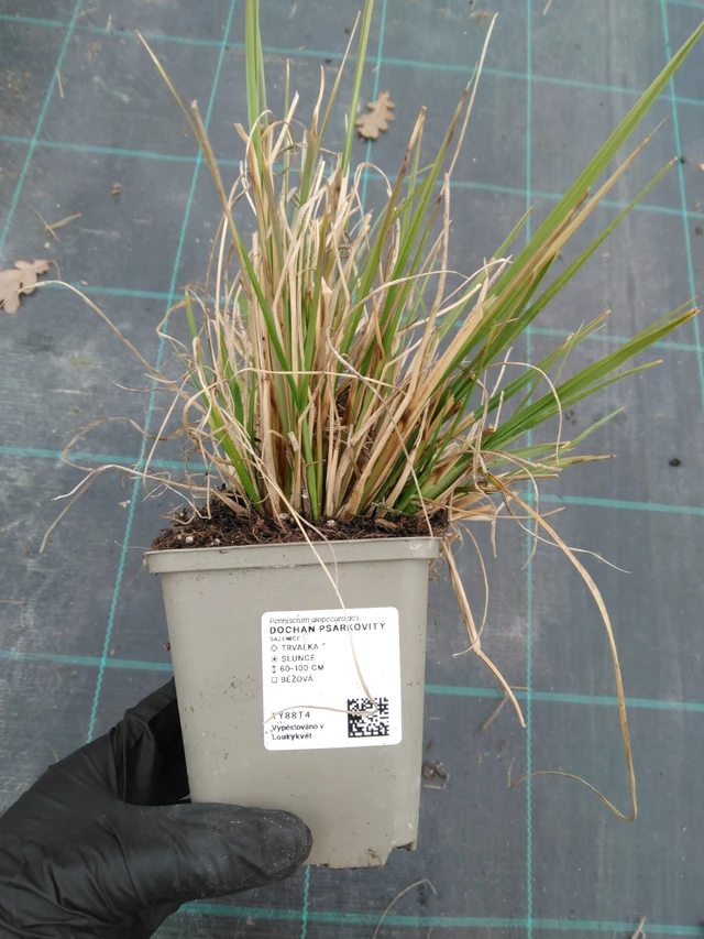 Herbe aux écouvillons - 1. 4. 2026