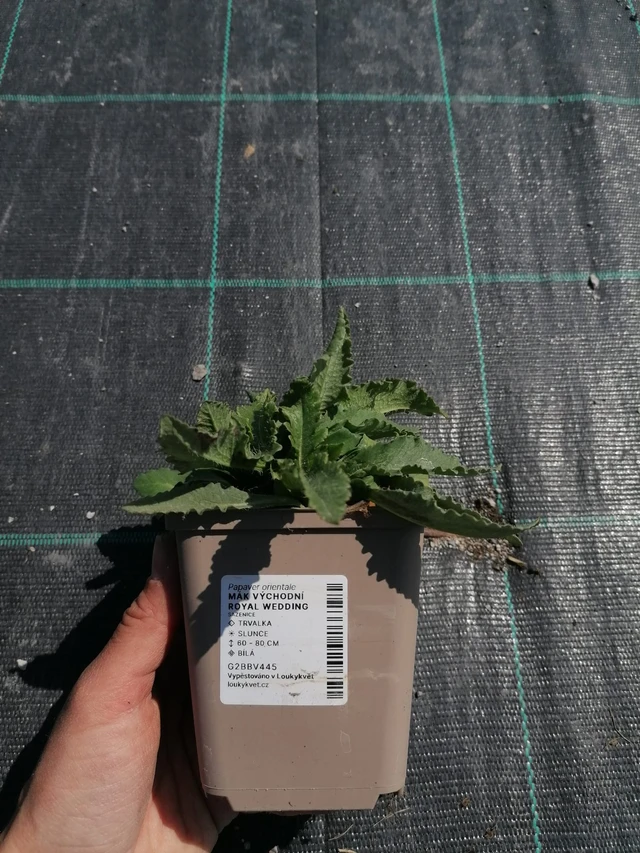 Idänunikko Royal Wedding - 2024