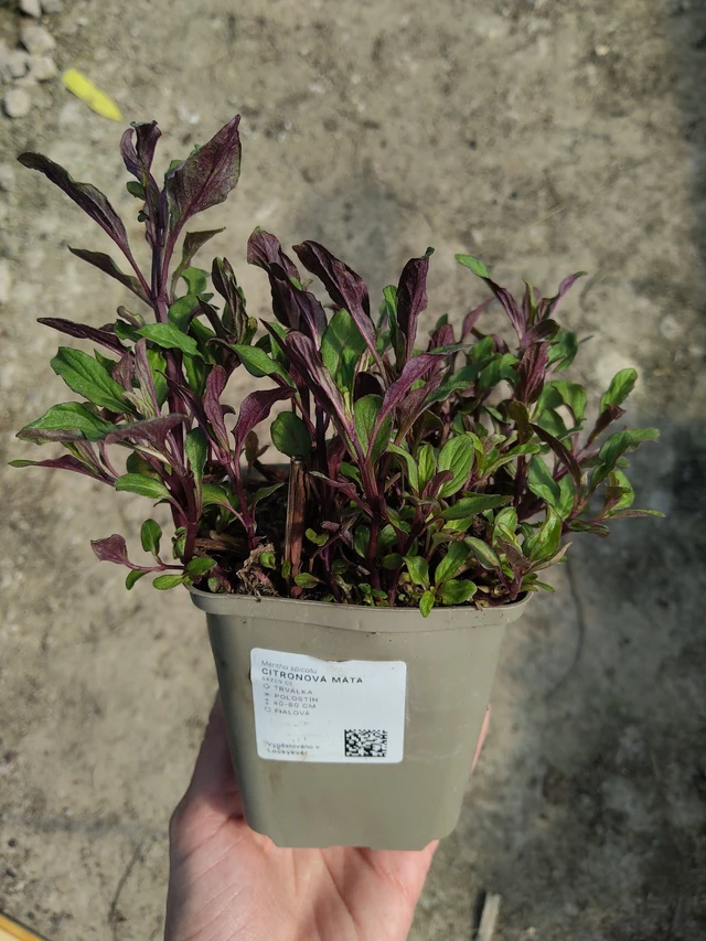 Citromos menta - 27. 3. 2026