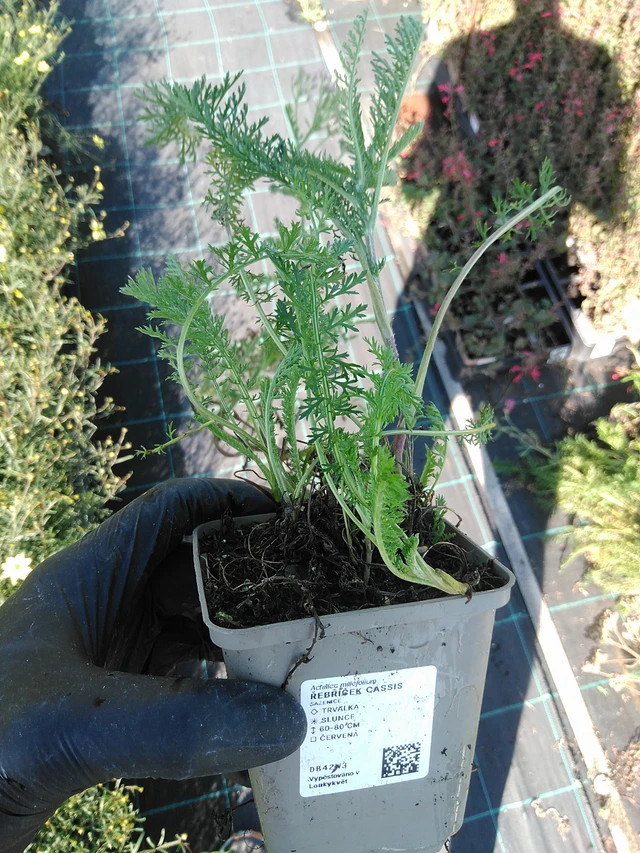 Řebříček Cassis - 19. 8. 2025