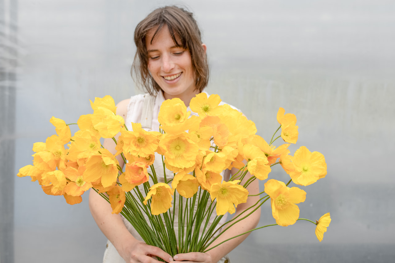 Mák Champagne Bubbles Yellow, Loukykvět