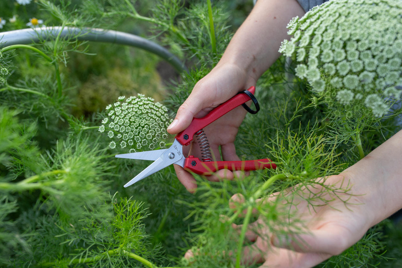Floristické nůžky, Loukykvět