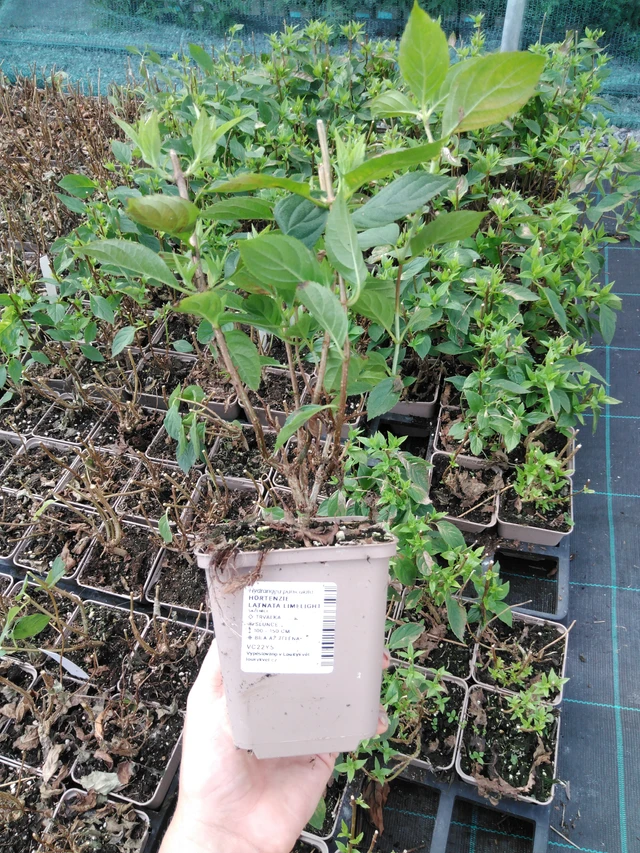 Panicle Hydrangea Limelight - 2024