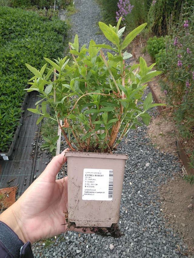 Rantakukka Robert - 11. 7. 2025