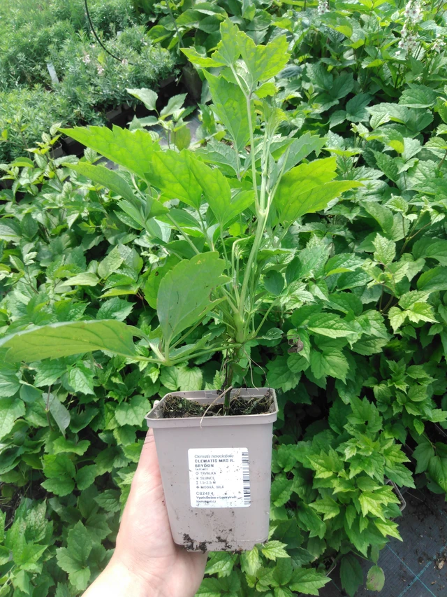 Clematis Mrs R. Brydon - 2024