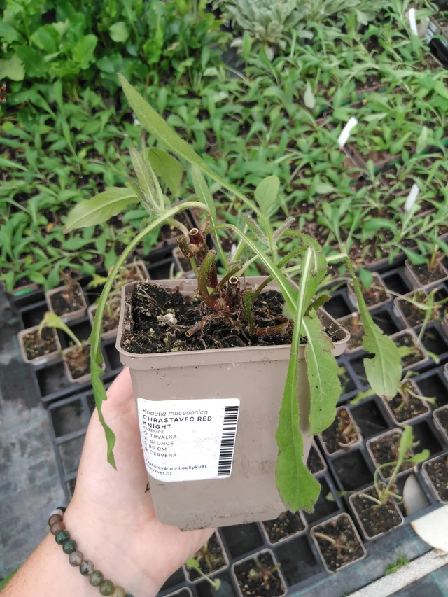 Scabiosa Red Knight - 2024