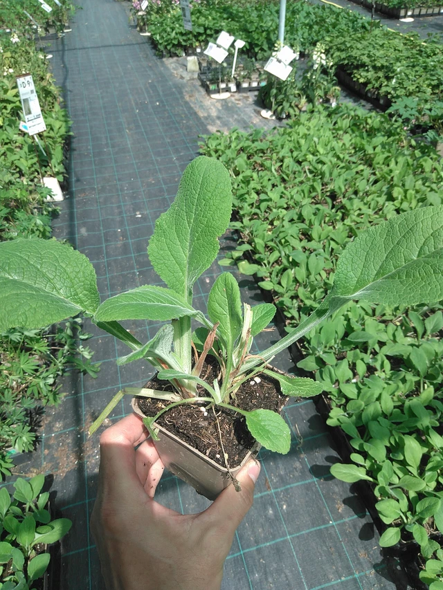 Dedalera Sutton’s Apricot - 24. 6. 2025