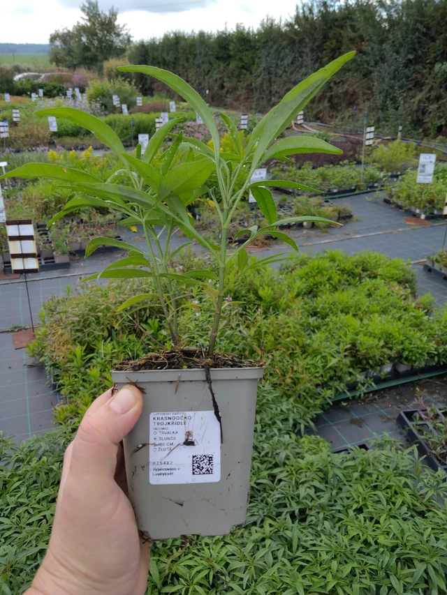 Coreopsis trojkřídlé - 9. 10. 2025