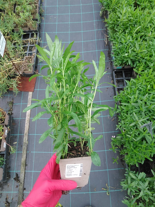 Lythrum Bouquet Rose - 29. 7. 2025