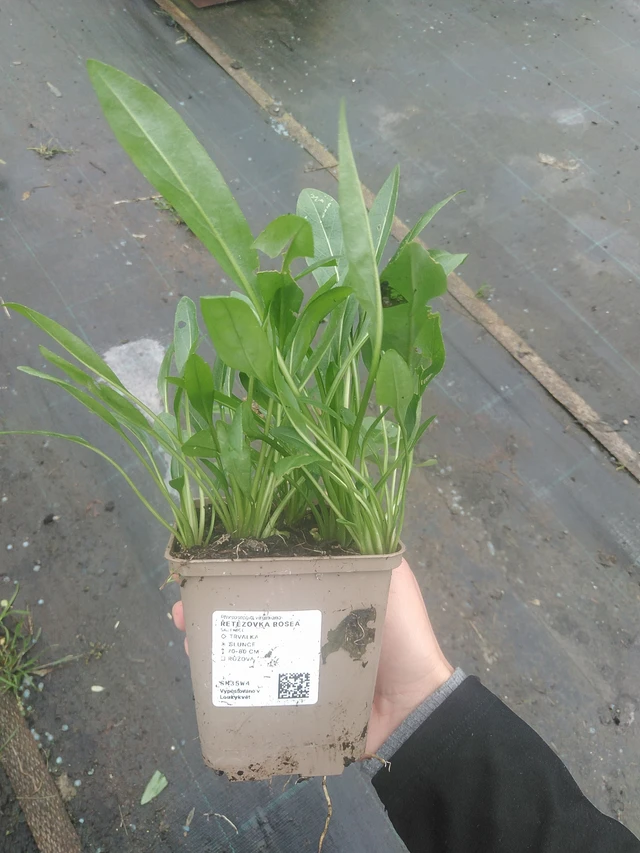 Řetězovka Rosea - 10. 10. 2025