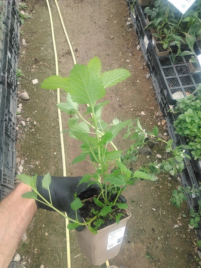 Sitruunamelissa Limonii - 10. 9. 2025