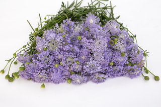 Didiscus Lavender Blue, Loukykvět